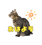 ベラにゃん 3cats 改訂版 第3弾（個別スタンプ：1）