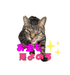 ベラにゃん 3cats 改訂版 第3弾（個別スタンプ：36）