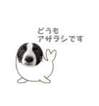 ボーダコリー「てて」（個別スタンプ：1）