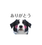 ボーダコリー「てて」（個別スタンプ：5）