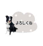 ボーダコリー「てて」（個別スタンプ：7）