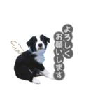 ボーダコリー「てて」（個別スタンプ：8）