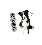 ボーダコリー「てて」（個別スタンプ：9）