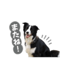 ボーダコリー「てて」（個別スタンプ：10）