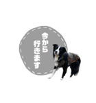 ボーダコリー「てて」（個別スタンプ：11）