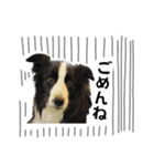 ボーダコリー「てて」（個別スタンプ：14）
