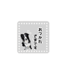 ボーダコリー「てて」（個別スタンプ：19）