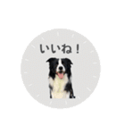 ボーダコリー「てて」（個別スタンプ：21）