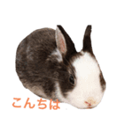 ミニうさぎのダッチ①（個別スタンプ：2）