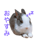 ミニうさぎのダッチ①（個別スタンプ：4）
