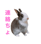 ミニうさぎのダッチ①（個別スタンプ：5）