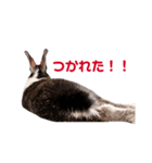 ミニうさぎのダッチ①（個別スタンプ：8）