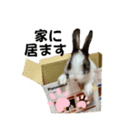 ミニうさぎのダッチ②（個別スタンプ：15）