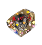 家のにゃんず❤️可愛い猫（個別スタンプ：2）