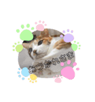 家のにゃんず❤️可愛い猫（個別スタンプ：3）