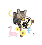 家のにゃんず❤️可愛い猫（個別スタンプ：5）