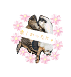 家のにゃんず❤️可愛い猫（個別スタンプ：7）