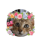 家のにゃんず❤️可愛い猫（個別スタンプ：8）