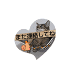 家のにゃんず❤️可愛い猫（個別スタンプ：11）