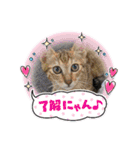 家のにゃんず❤️可愛い猫（個別スタンプ：12）