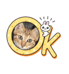 家のにゃんず❤️可愛い猫（個別スタンプ：13）