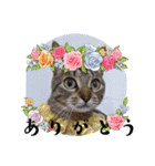家のにゃんず❤️可愛い猫（個別スタンプ：14）