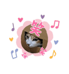 家のにゃんず❤️可愛い猫（個別スタンプ：16）