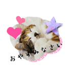 家のにゃんず❤️可愛い猫（個別スタンプ：23）