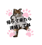 家のにゃんず❤️可愛い猫（個別スタンプ：24）