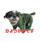 シーズーしずく（個別スタンプ：1）