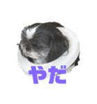 シーズーしずく（個別スタンプ：3）