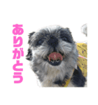 シーズーしずく（個別スタンプ：4）