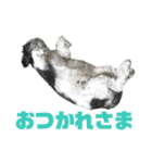 シーズーしずく（個別スタンプ：6）