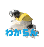 シーズーしずく（個別スタンプ：15）