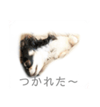 開運 スピリチュアル 犬 猫 虹 花（個別スタンプ：1）