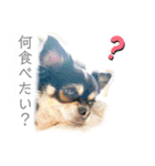 開運 スピリチュアル 犬 猫 虹 花（個別スタンプ：5）