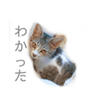 開運 スピリチュアル 犬 猫 虹 花（個別スタンプ：6）