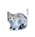 開運 スピリチュアル 犬 猫 虹 花（個別スタンプ：7）