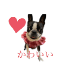 ボストンテリアのりんちゃん♡︎（個別スタンプ：7）