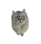 愛猫リリたん（個別スタンプ：1）