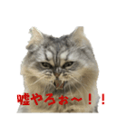愛猫リリたん（個別スタンプ：5）