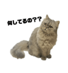 愛猫リリたん（個別スタンプ：7）