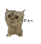 愛猫リリたん（個別スタンプ：8）