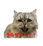 愛猫リリたん（個別スタンプ：10）