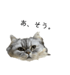 愛猫リリたん（個別スタンプ：12）
