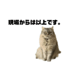 愛猫リリたん（個別スタンプ：13）