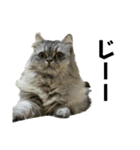 愛猫リリたん（個別スタンプ：16）