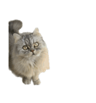 愛猫リリたん（個別スタンプ：18）