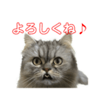 愛猫リリたん（個別スタンプ：27）