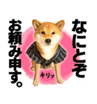 毎日使える柴犬スティーブ一家のスタンプ（個別スタンプ：9）